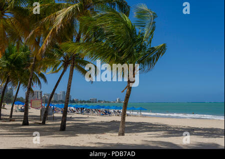 Beach with palm trees Isla Verda San Juan Puerto Rico Caribbean Stock Photo