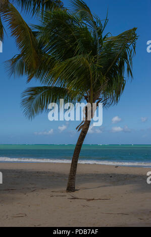 Beach with palm trees Isla Verda San Juan Puerto Rico Caribbean Stock Photo