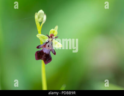 A single Fly Orchid (Ophrys insectifera). A rare wild orchid in Yockletts Bank nature reserve, Kent. Stock Photo