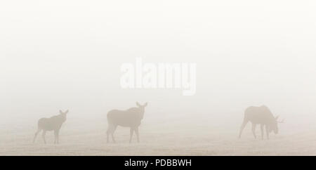 Moose cow with calf and a bull moose in the morning fog Stock Photo