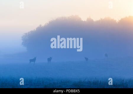Misty sunrise with a flock of mooses on the meadow Stock Photo