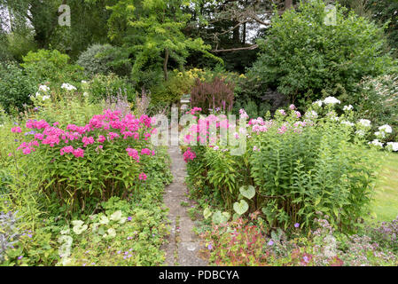 Phlox of various colours flowering in a Cheshire country garden,. England, UK Stock Photo