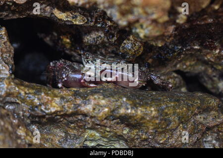 Macro Close-Up of a Crustacean Crab Hiding in a Small Cave in a Gap between Rocks Stock Photo