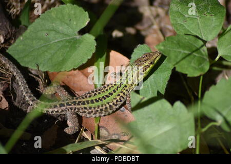 Green and Brown Patterned Italian Wall Lizard Resting Among the Forrest Floor Vegetation and Leaves in Omis, Dalmatian Coast, Croatia Stock Photo