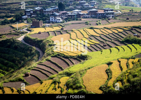 Punakha rice fields, almost ready to harvest. Bhutan Stock Photo