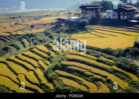 Punakha rice fields, almost ready to harvest. Bhutan Stock Photo