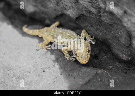 Sandy Brown Mottled Gecko Hiding in Small Gap Next to the Sidewalk in Florence, Tuscany, Italy Stock Photo