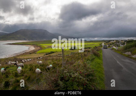 Sheep graze in a field in County Donegal Atlantic Ocean coast, Ireland Stock Photo