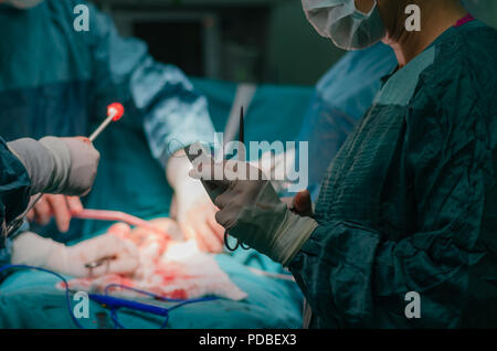 Hysterectomy surgery.General view during surgery, blurred background.The nurse prepares the thread for stitching during surgery. Stock Photo