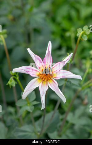 Bombus lucorum. Bumblebee on Dahlia ‘Honka fragile’ flower. Star-shaped dahlia