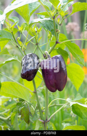 Capsicum annuum var. annuum. Sweet Pepper ‘Tequila' growing on the plant. UK Stock Photo