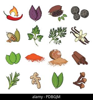 Herb and spices cartoon icons in set collection for design.Different kinds of seasonings vector symbol stock  illustration. Stock Vector