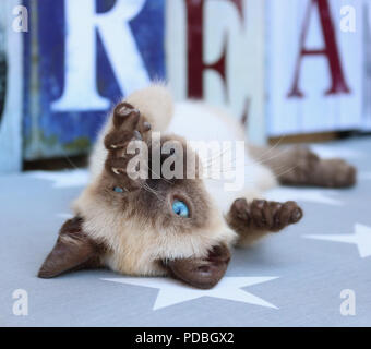 siamese kitten, thai, 7 weeks old, seal point, lies on his back and stretching his paws upwards Stock Photo