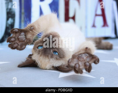 siamese kitten, thai, 7 weeks old, seal point, lies on his back and stretching his paws upwards Stock Photo