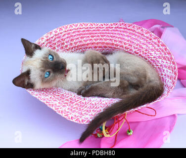 siamese kitten, thai, 7 weeks old, seal point, lying in a hat Stock Photo