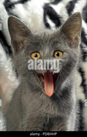 portrait of a yawning blue kitten, 2 month old Stock Photo