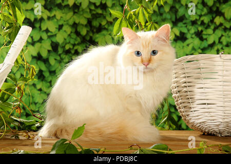 birman cat, cream point, sitting in front of green plants Stock Photo