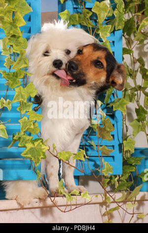two dogs, maltese and jack russell, kissing each other Stock Photo