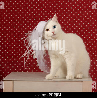 white domestic cat, odd eyed, with a hat Stock Photo