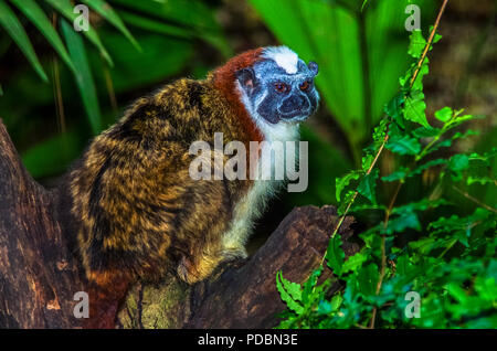 Geoffroy's tamarin, also known as the Panamanian, red-crested or rufous-naped tamarin small monkey Stock Photo