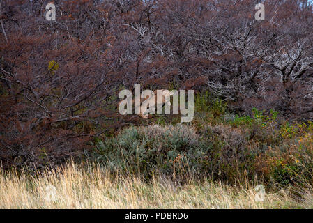 Patagonian Puma cub ( approximately 3 months ) playing in the branches of small Southern Beech tree. Stock Photo