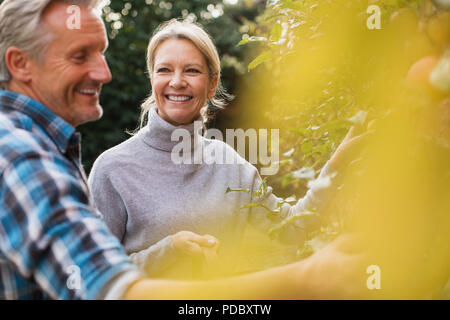 Smiling mature couple harvesting apples in garden Stock Photo