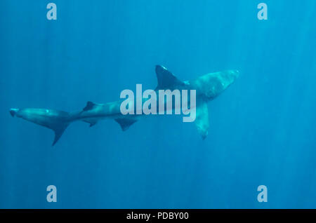 A Galapagos shark (Carcharhinus galapagensis) swimming in the Pacific Ocean off the coast of the Galapagos Islands. Stock Photo
