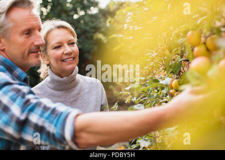 Mature couple harvesting apples in garden Stock Photo