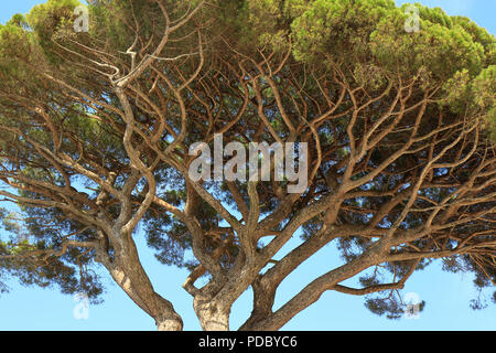 Twisted old branches of the Italian Stone Pine tree Stock Photo