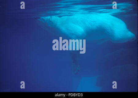 NOT 926295 POLAR BEAR Ursus maritimus underwater Stock Photo