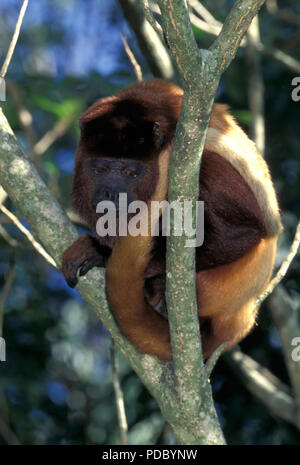 NOT 1139900 RED HOWLER MONKEY Alouatta seniculus Venezuelan Red Howler (Alouatta seniculus) Amazon basin Stock Photo