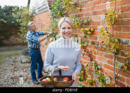 Portrait smiling, confident mature woman harvesting apples in garden Stock Photo
