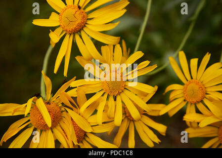 Wildflowers, sneezeweed, grow on Mount Graham, a Sky Island, Pinaleno Mountains, Graham County, Coronado National Forest, Safford, Arizona, USA. Stock Photo