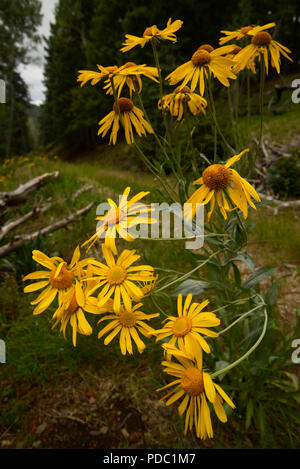 Wildflowers, sneezeweed, grow on Mount Graham, a Sky Island, Pinaleno Mountains, Graham County, Coronado National Forest, Safford, Arizona, USA. Stock Photo