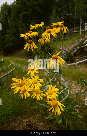 Wildflowers, sneezeweed, grow on Mount Graham, a Sky Island, Pinaleno Mountains, Graham County, Coronado National Forest, Safford, Arizona, USA. Stock Photo