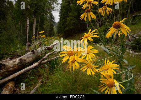 Wildflowers, sneezeweed, grow on Mount Graham, a Sky Island, Pinaleno Mountains, Graham County, Coronado National Forest, Safford, Arizona, USA. Stock Photo