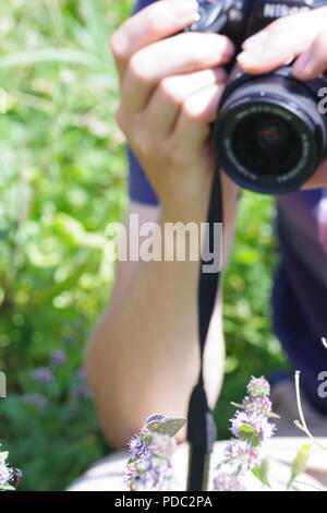 Nature Photographer Taking Close Up of Common Blue Butterfly Feeding on Squaw Mint Wildflower. Dawlish Warren Nature Reserve, Devon, UK. August, 2018. Stock Photo