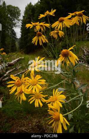 Wildflowers, sneezeweed, grow on Mount Graham, a Sky Island, Pinaleno Mountains, Graham County, Coronado National Forest, Safford, Arizona, USA. Stock Photo