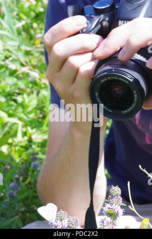Nature Photographer Taking Close Up of Common Blue Butterfly Feeding on Squaw Mint Wildflower. Dawlish Warren Nature Reserve, Devon, UK. August, 2018. Stock Photo