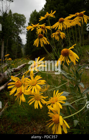 Wildflowers, sneezeweed, grow on Mount Graham, a Sky Island, Pinaleno Mountains, Graham County, Coronado National Forest, Safford, Arizona, USA. Stock Photo