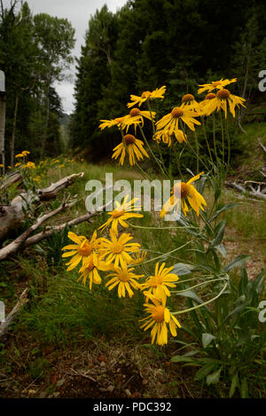 Wildflowers, sneezeweed, grow on Mount Graham, a Sky Island, Pinaleno Mountains, Graham County, Coronado National Forest, Safford, Arizona, USA. Stock Photo