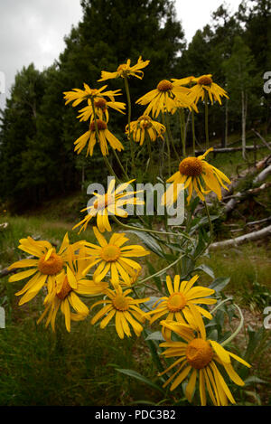 Wildflowers, sneezeweed, grow on Mount Graham, a Sky Island, Pinaleno Mountains, Graham County, Coronado National Forest, Safford, Arizona, USA. Stock Photo