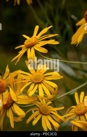 Wildflowers, sneezeweed, grow on Mount Graham, a Sky Island, Pinaleno Mountains, Graham County, Coronado National Forest, Safford, Arizona, USA. Stock Photo