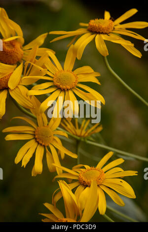 Wildflowers, sneezeweed, grow on Mount Graham, a Sky Island, Pinaleno Mountains, Graham County, Coronado National Forest, Safford, Arizona, USA. Stock Photo