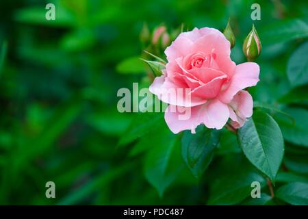 Rosa You're Beautiful (Fryracy) Rose of the Year 2013 Stock Photo