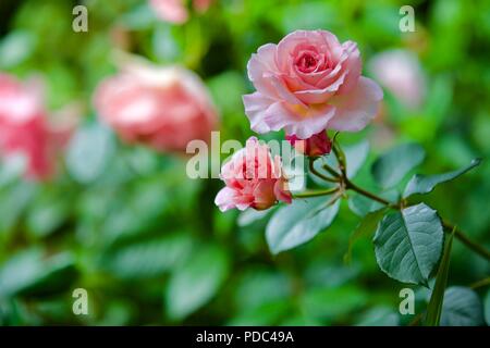 Rosa You're Beautiful (Fryracy) Rose of the Year 2013 Stock Photo