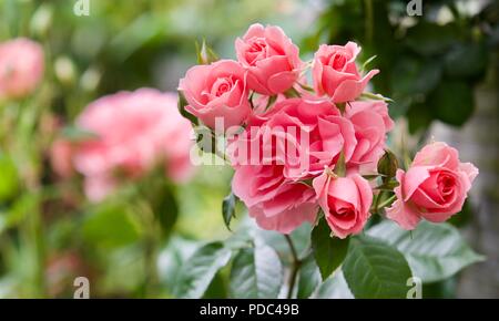 Rosa You're Beautiful (Fryracy) Rose of the Year 2013 Stock Photo