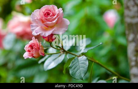 Rosa You're Beautiful (Fryracy) Rose of the Year 2013 Stock Photo