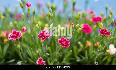 Dianthus ‘EverLast Burgundy Blush’ Stock Photo