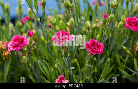 Dianthus ‘EverLast Burgundy Blush’ Stock Photo